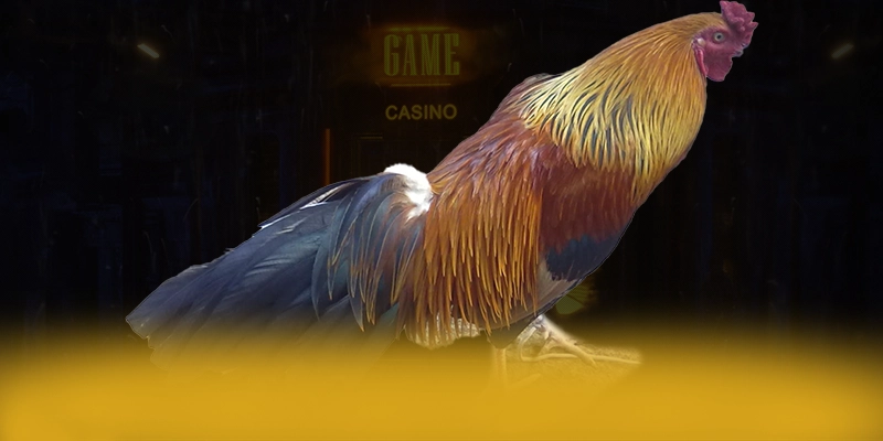 CONGA6789 - Tổng quan về hệ thống theo đánh giá từ người dùng. CONGA6789 - Tổng quan về hệ thống theo đánh giá từ người dùng.