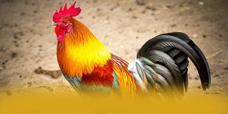 tỷ lệ kèo bóng đá - Trang game đáng trải nghiệm số 1 Việt Nam