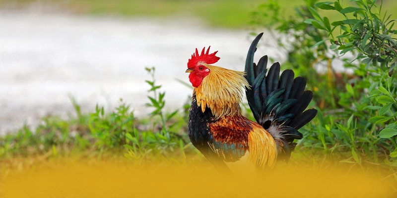 KUWIN - Ứng dụng giải trí quy tụ nhiều siêu phẩm hot trong cộng đồng game thủ – Trải nghiệm KUWIN