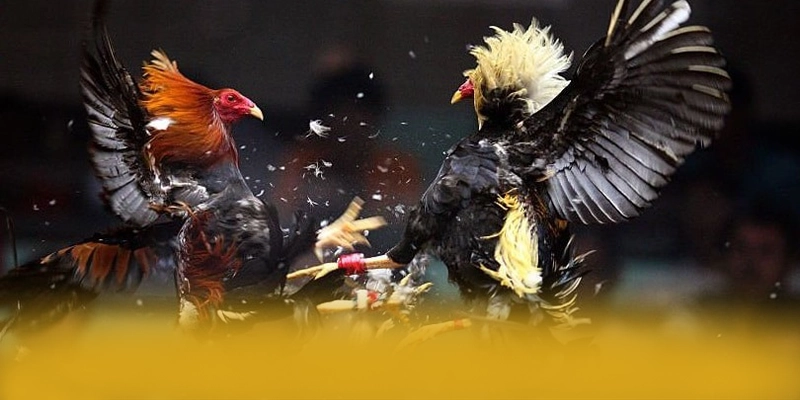 DAGA88 - Tổng kết hành trình phát triển theo đánh giá từ người dùng. DAGA88 - Tổng kết hành trình phát triển theo đánh giá từ người dùng.