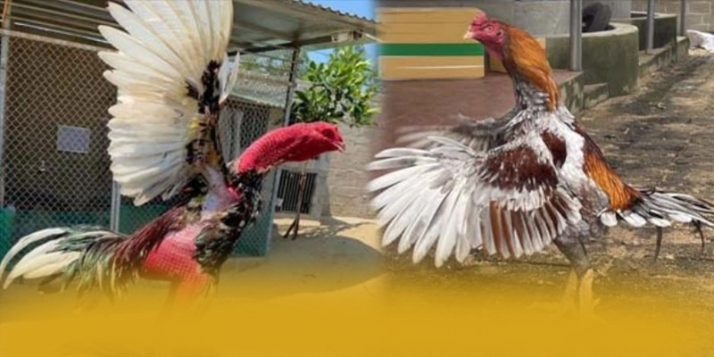 FAFA191 – Nhà cái được yêu thích nhất, khẳng định vị thế hàng đầu tại Việt Nam.