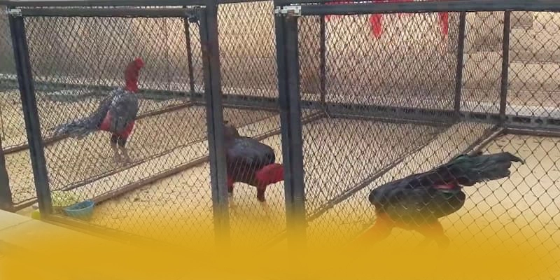 
Khám phá hành trình của tài xỉu online - Cổng cá cược phổ biến nhất số 1 Việt Nam
