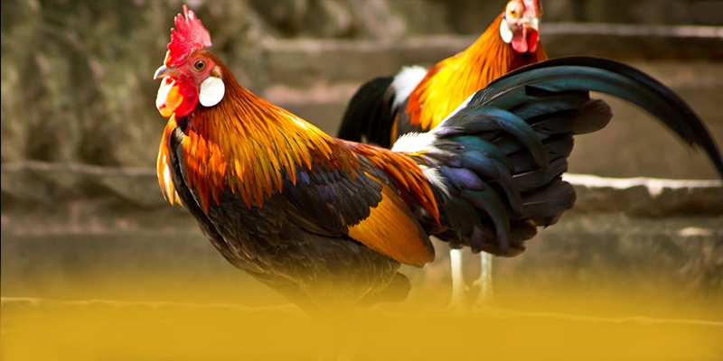 KKWIN - Nhà cái ổn định hiện nay KKWIN - Nhà cái ổn định hiện nay