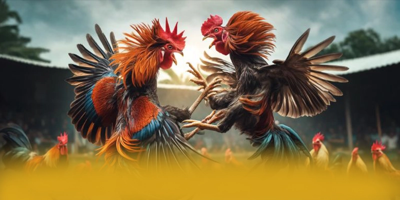 SIN88 - Nền tảng có tỷ lệ kèo tốt nhất thị trường SIN88 - Nền tảng có tỷ lệ kèo tốt nhất thị trường